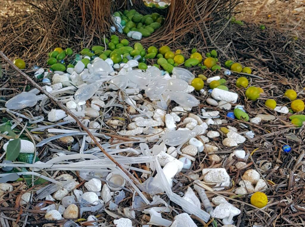 Treasures of our Western Bowerbird, Alice Springs NT