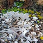 Treasures of our Western Bowerbird, Alice Springs NT