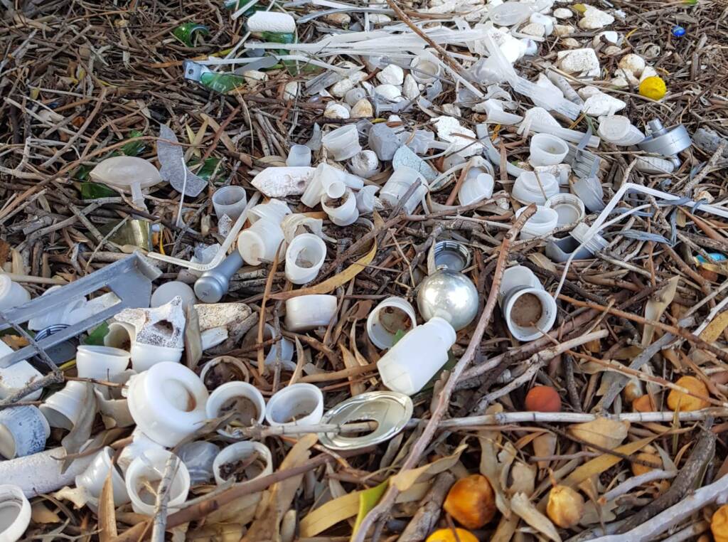 Treasures of our Western Bowerbird, Alice Springs NT