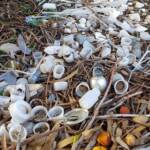 Treasures of our Western Bowerbird, Alice Springs NT