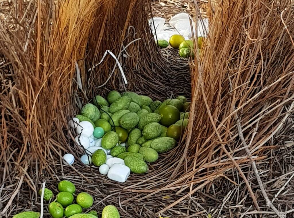 Treasures of our Western Bowerbird, Alice Springs NT
