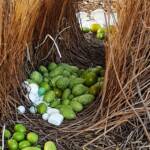 Treasures of our Western Bowerbird, Alice Springs NT