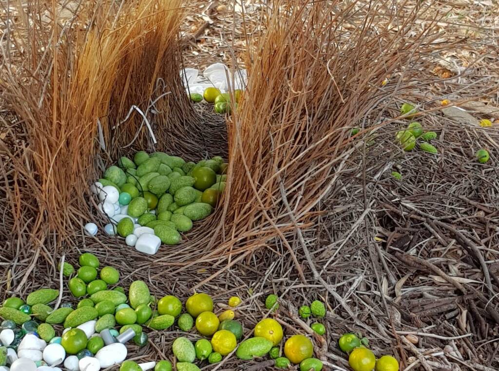 Treasures of our Western Bowerbird, Alice Springs NT