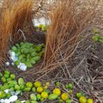 Treasures of our Western Bowerbird, Alice Springs NT