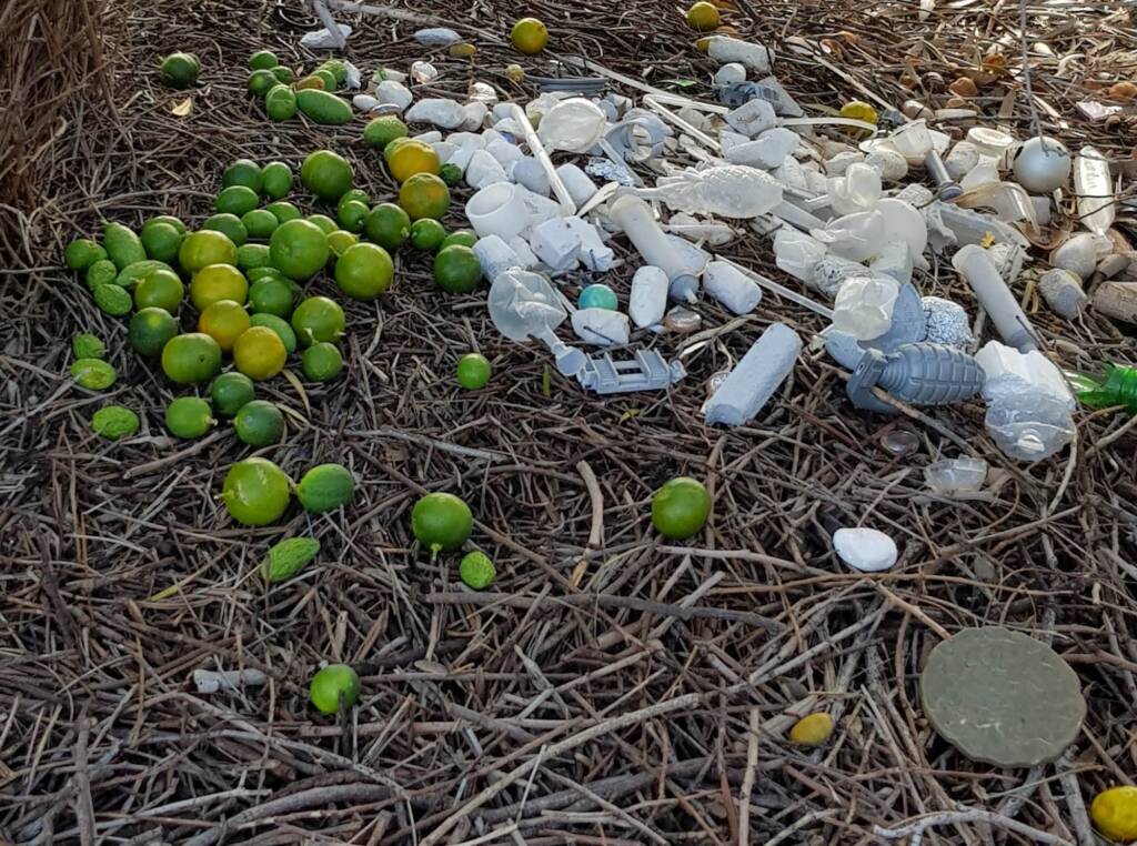 Treasures of our Western Bowerbird, Alice Springs NT