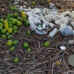 Treasures of our Western Bowerbird, Alice Springs NT