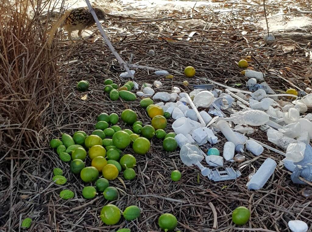 Treasures of our Western Bowerbird, Alice Springs NT