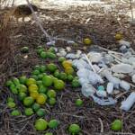 Treasures of our Western Bowerbird, Alice Springs NT