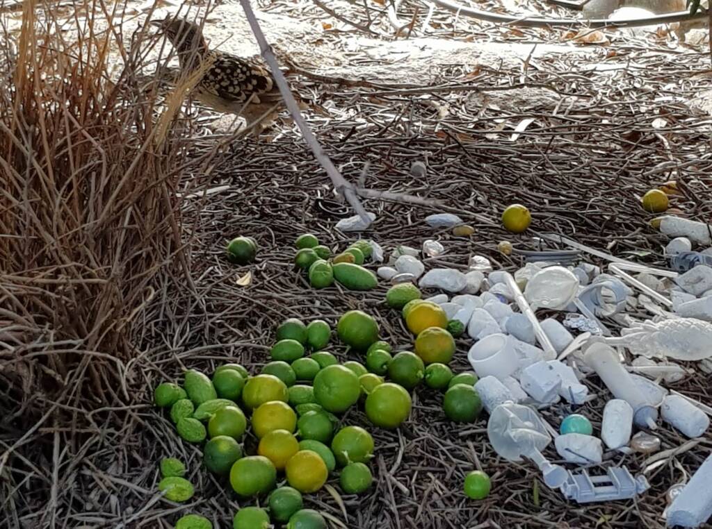 Treasures of our Western Bowerbird, Alice Springs NT