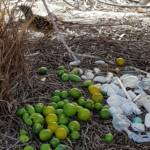 Treasures of our Western Bowerbird, Alice Springs NT