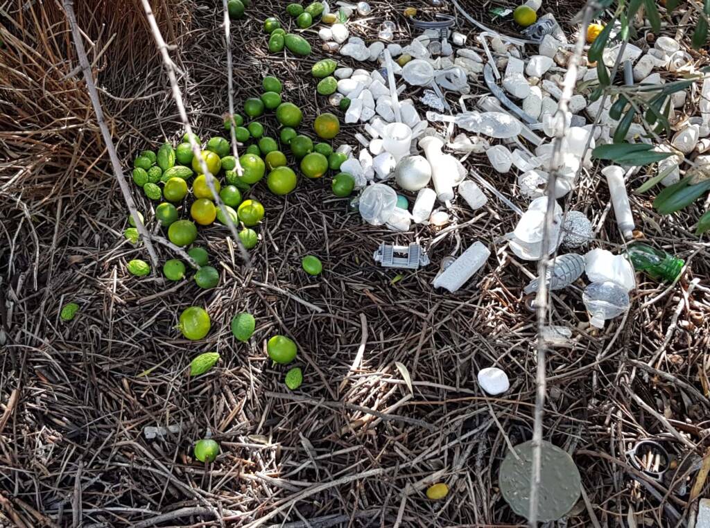 Treasures of our Western Bowerbird, Alice Springs NT