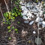 Treasures of our Western Bowerbird, Alice Springs NT