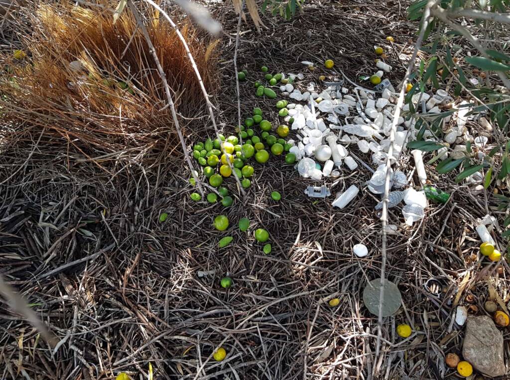 Treasures of our Western Bowerbird, Alice Springs NT