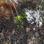 Treasures of our Western Bowerbird, Alice Springs NT
