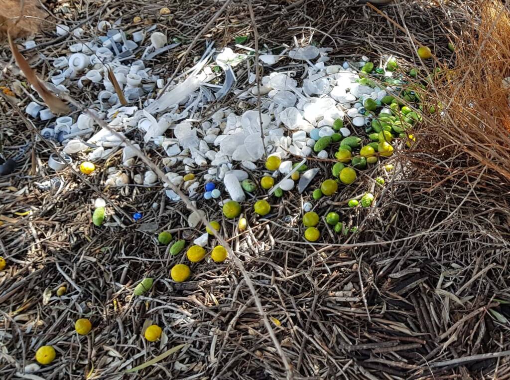 Treasures of our Western Bowerbird, Alice Springs NT
