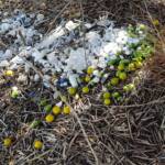 Treasures of our Western Bowerbird, Alice Springs NT