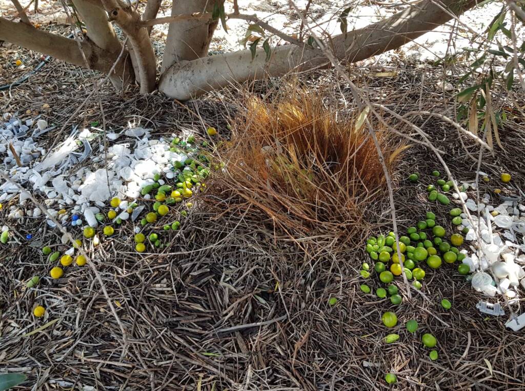 Treasures of our Western Bowerbird, Alice Springs NT