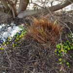 Treasures of our Western Bowerbird, Alice Springs NT