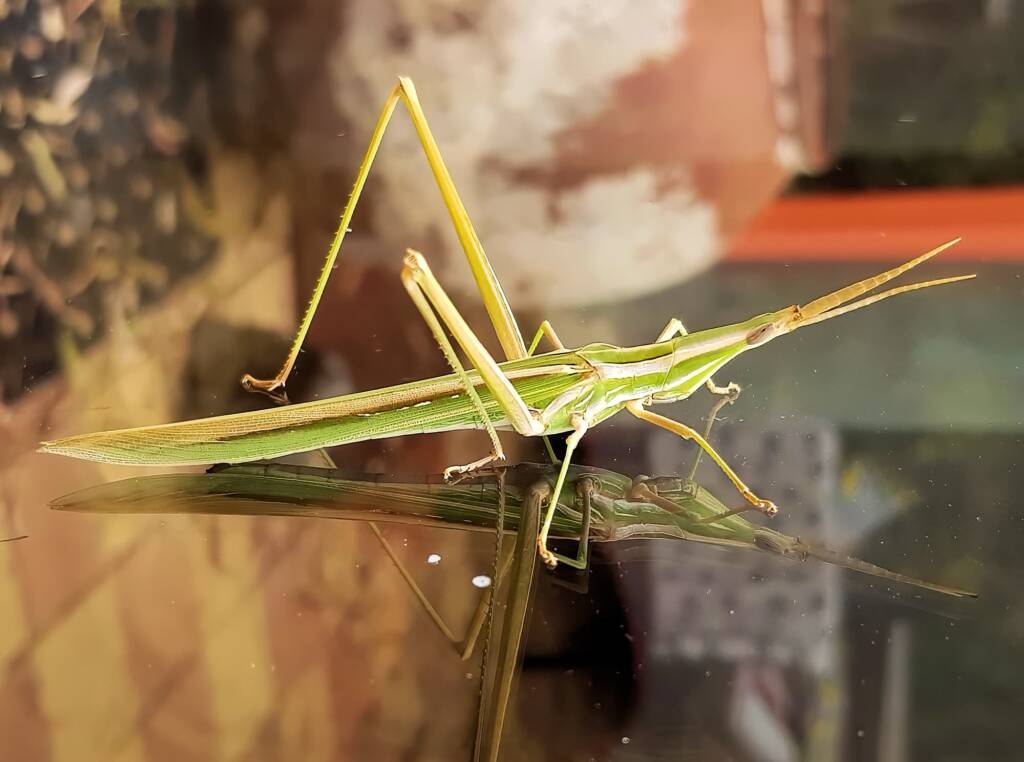 Giant Green Slantface Grasshopper (Acrida conica), Alice Springs NT