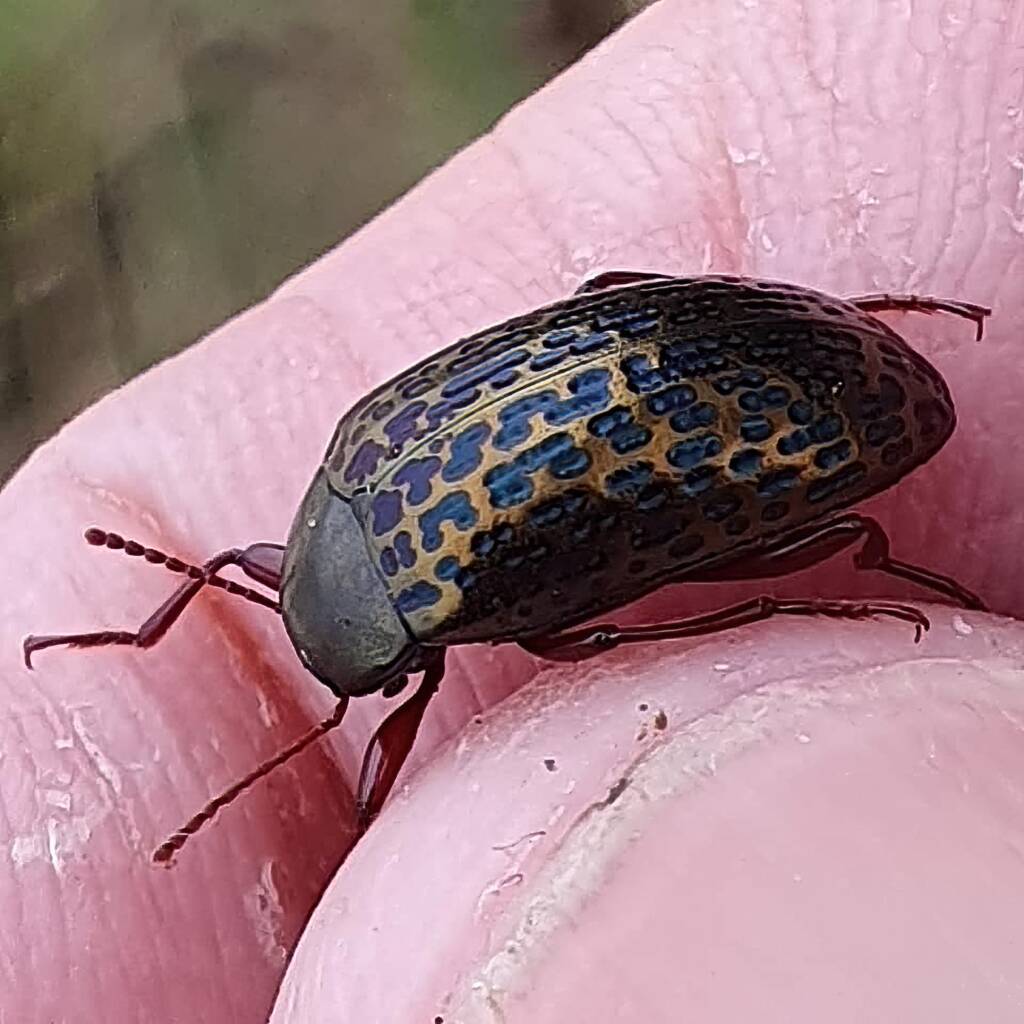 Amarygmus sp, Minnamurra Beach NSW © Greg Mccroary
