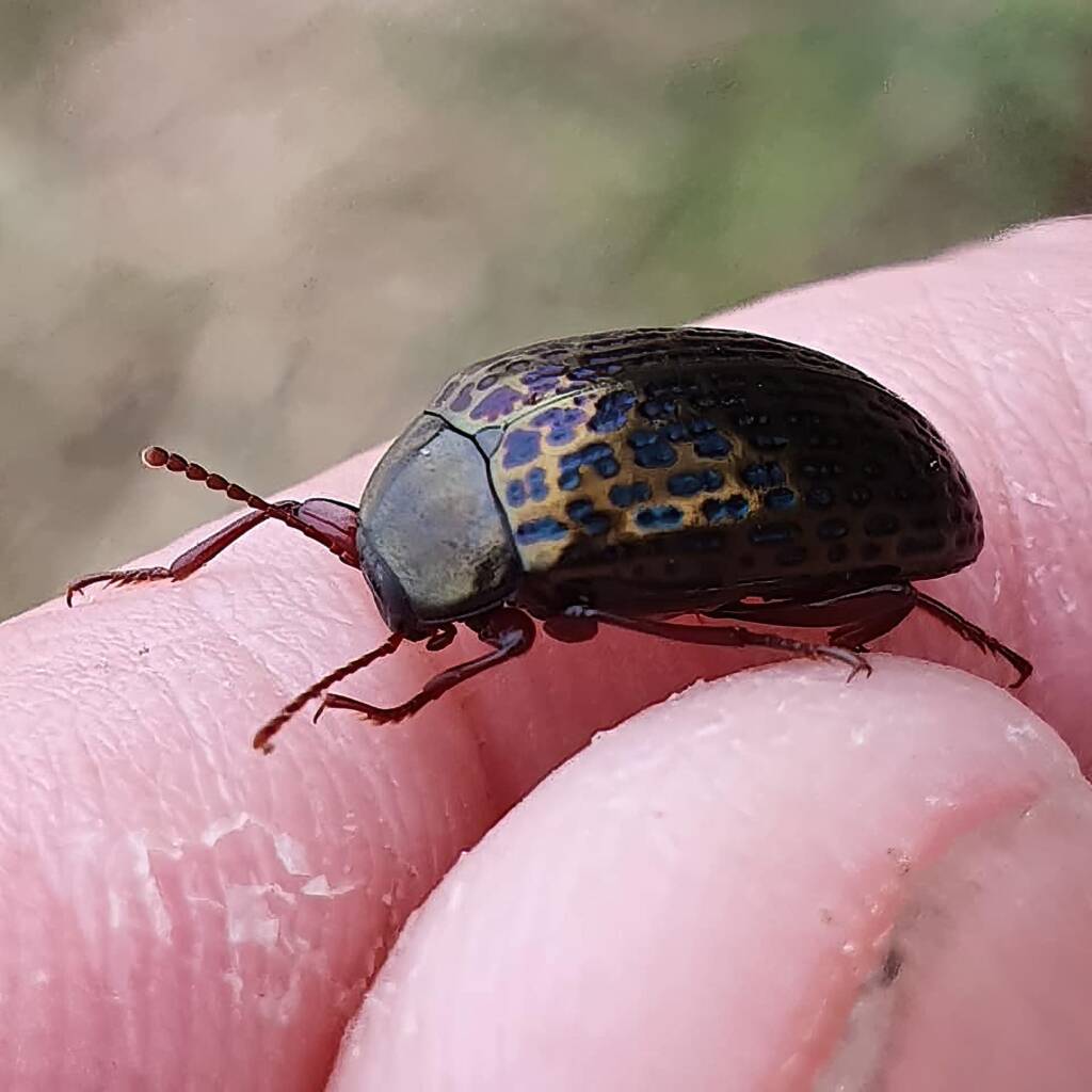 Amarygmus sp, Minnamurra Beach NSW © Greg Mccroary