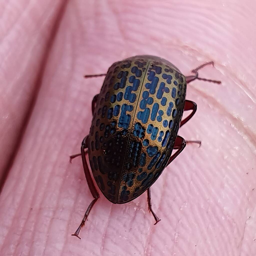 Amarygmus sp, Minnamurra Beach NSW © Greg Mccroary