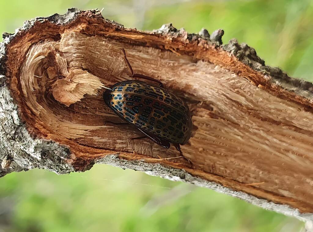 Amarygmus sp, Minnamurra Beach NSW © Greg McCroary