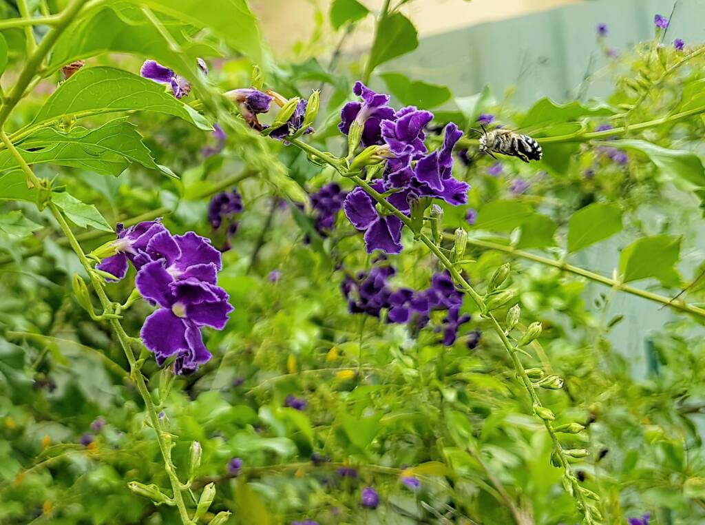 Amegilla Bee, Alice Springs, NT