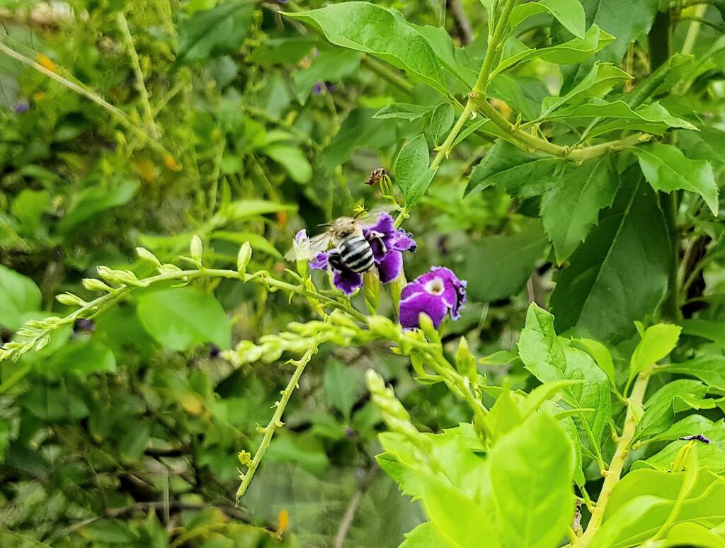 Amegilla Bee, Alice Springs, NT