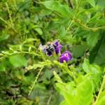 Amegilla Bee, Alice Springs, NT