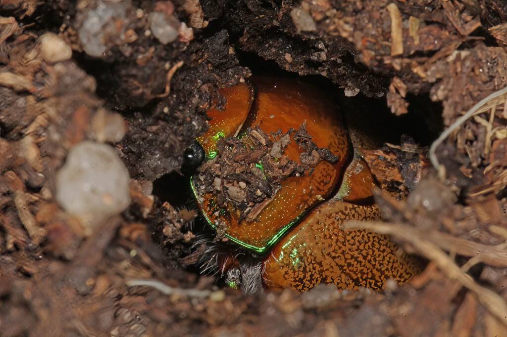 Christmas Beetle (Anoplognathus porosus), Ballandean QLD © Marc Newman