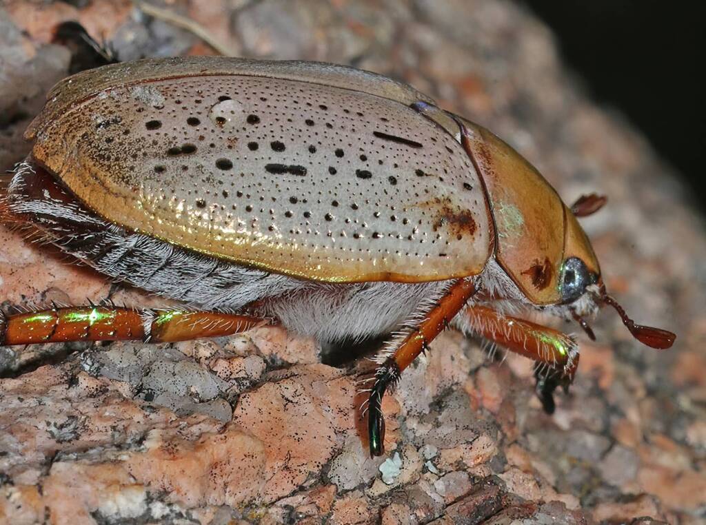 Christmas Beetle (Anoplognathus porosus), Ballandean QLD © Marc Newman