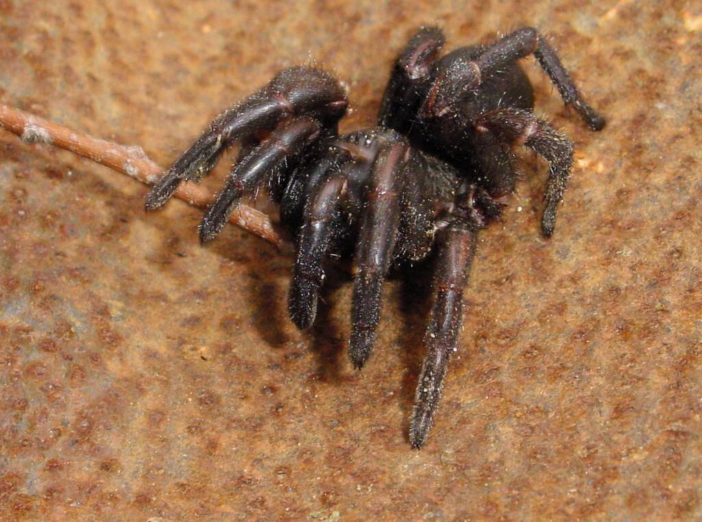 Trapdoor Spider (genus Arbanitis), Blue Mountains NSW © Katrina Leel