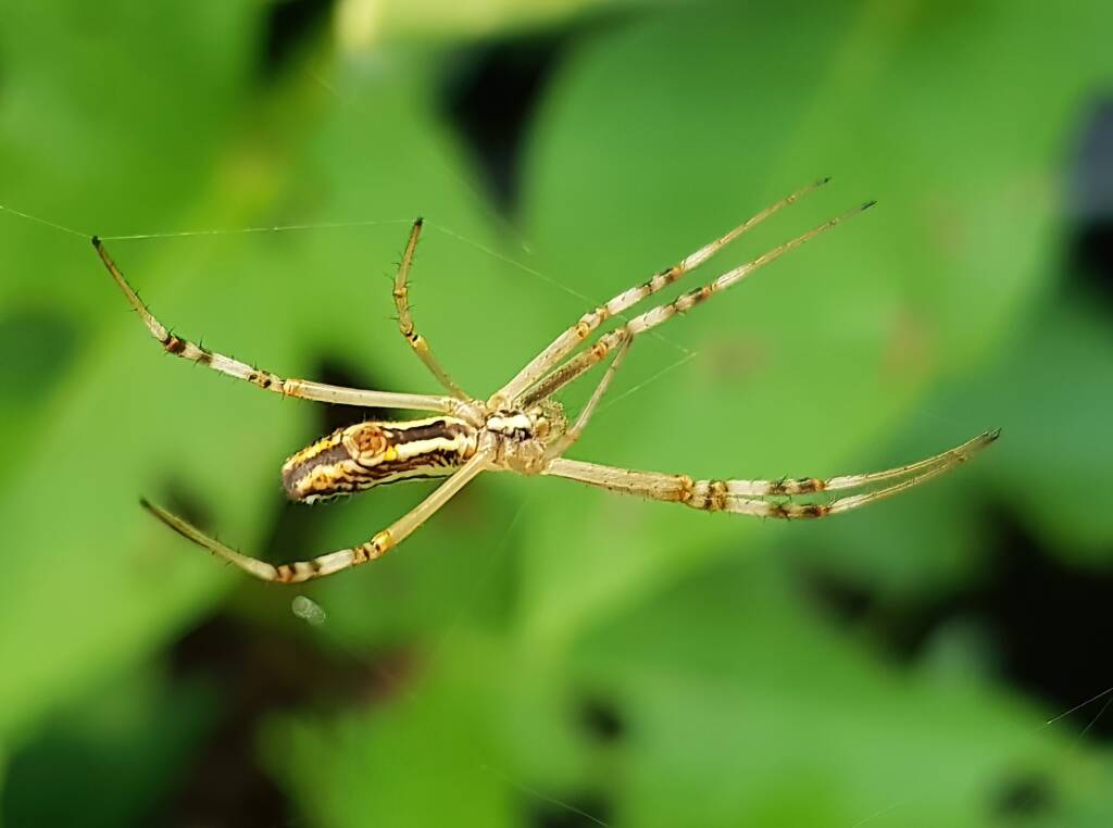 Long-tailed St. Andrews Cross Spider (Argiope protensa), Alice Springs, NT