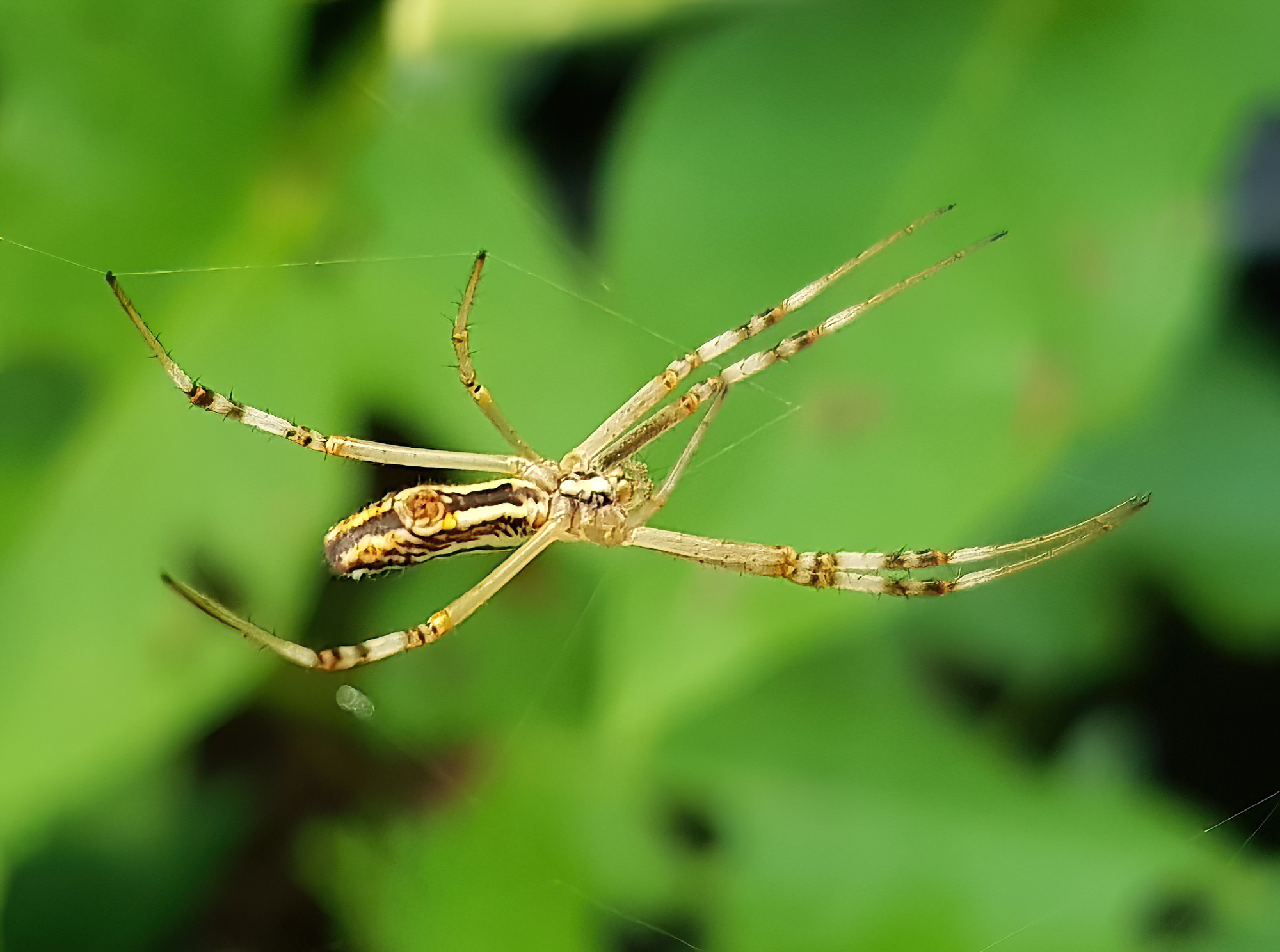 Long-tailed St. Andrews Cross Spider (Argiope protensa), Alice Springs, NT