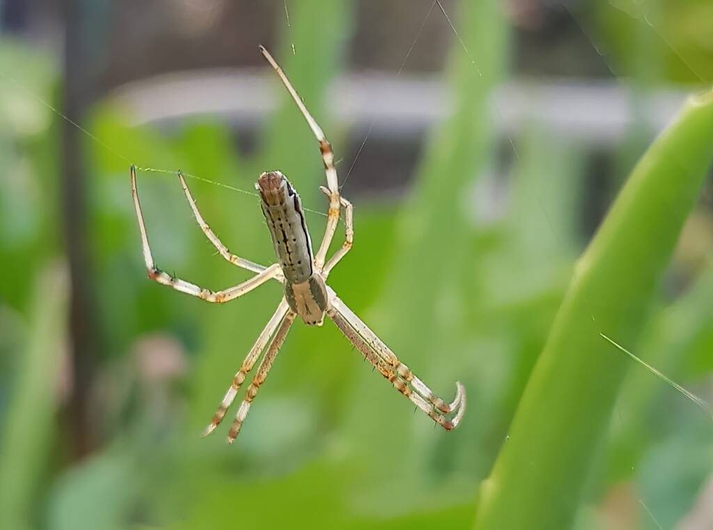 Long-tailed St. Andrews Cross Spider (Argiope protensa), Alice Springs, NT