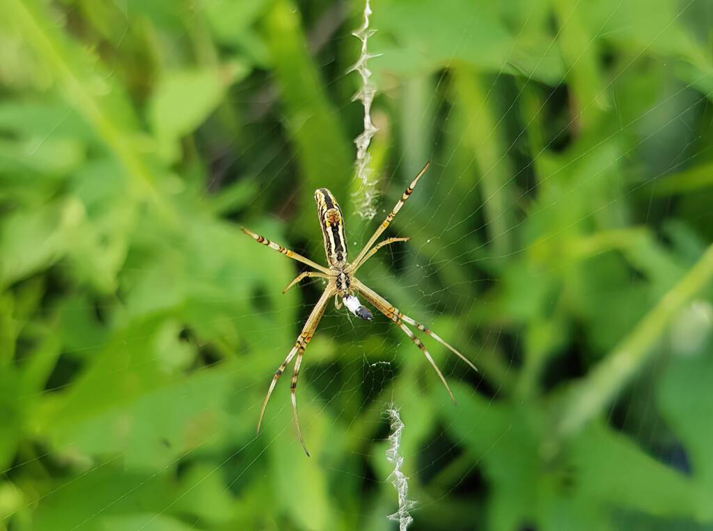 Long-tailed St. Andrews Cross Spider (Argiope protensa), Alice Springs, NT