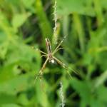 Long-tailed St. Andrews Cross Spider (Argiope protensa), Alice Springs, NT