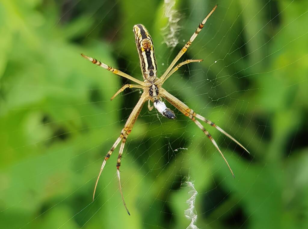 Long-tailed St. Andrews Cross Spider (Argiope protensa), Alice Springs, NT