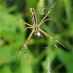 Long-tailed St. Andrews Cross Spider (Argiope protensa), Alice Springs, NT