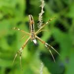 Long-tailed St. Andrews Cross Spider (Argiope protensa), Alice Springs, NT