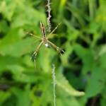 Long-tailed St. Andrews Cross Spider (Argiope protensa), Alice Springs, NT