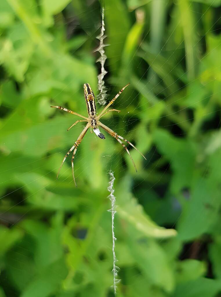 Long-tailed St. Andrews Cross Spider (Argiope protensa), Alice Springs, NT