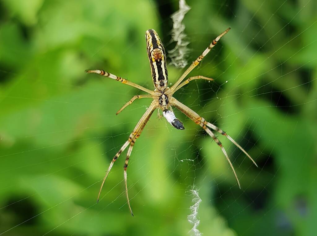 Long-tailed St. Andrews Cross Spider (Argiope protensa), Alice Springs, NT