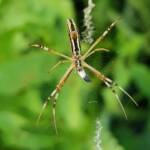 Long-tailed St. Andrews Cross Spider (Argiope protensa), Alice Springs, NT