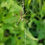 Long-tailed St. Andrews Cross Spider (Argiope protensa), Alice Springs, NT