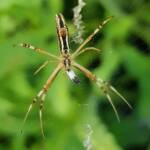 Long-tailed St. Andrews Cross Spider (Argiope protensa), Alice Springs, NT