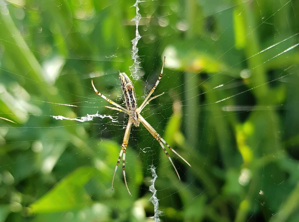 Long-tailed St. Andrews Cross Spider (Argiope protensa), Alice Springs, NT