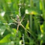 Long-tailed St. Andrews Cross Spider (Argiope protensa), Alice Springs, NT