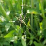 Long-tailed St. Andrews Cross Spider (Argiope protensa), Alice Springs, NT